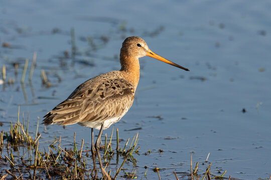 black tailed gotwit