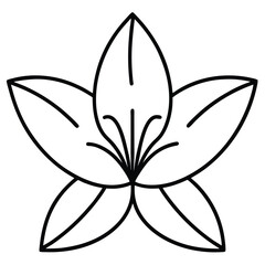 Simple Line Art Flower Drawing, Floral Design, Lily Bloom Illustration