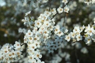 Spring blossoming trees with white flowers in the garden. Spring background