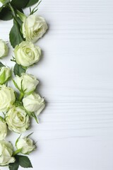 Beautiful white roses on white background