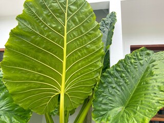 Green leaves, closeup, macro view