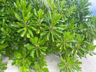 Scaevola taccada group, also known as beach cabbage, sea lettuce or beach naupaka