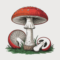 Amanita Muscaria Mushroom Illustration with Detailed Cap