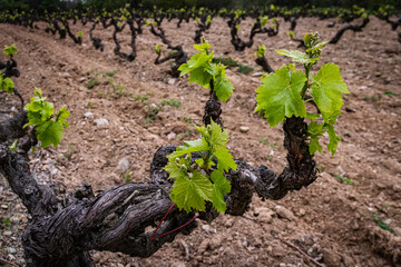 Vigne dans le Roussillon