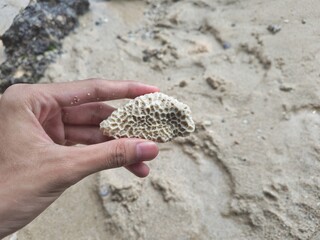 Admiring a Beautiful Piece of Coral on the Sandy Shore