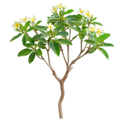 Obraz premium Frangipani tree with lush green leaves and delicate white flowers during daylight in a serene garden, Photograph frangipani tree with beautiful leaves isolated on Transparent background
