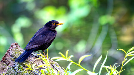 Auf einem moosbedeckten Baumstumpf thront dieser prachtvolle Amsel-Mann (Turdus merula) und lässt sich von der Morgensonne anstrahlen. Sein tiefschwarzes Gefieder kontrastiert wunderschön.