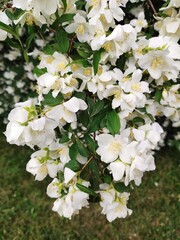 White jasmine flowers in the garden, closeup of photo
