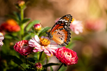 Obraz premium Monarch Butterfly Sipping Nectar From A Zinnia Flower In A Garden Setting