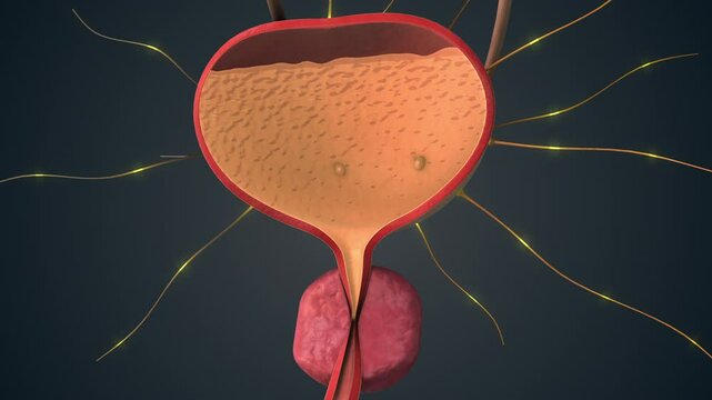 Bladder Function Controlled by Brain Communication