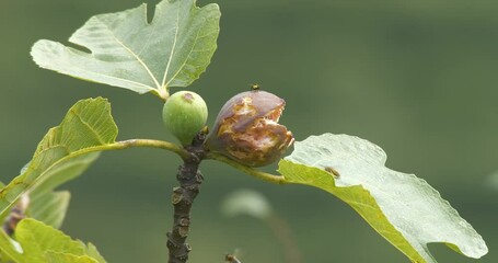 Footage of rotting fruit on a fig tree and insects flying around it. - Powered by Adobe