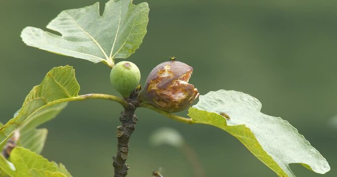 Footage of rotting fruit on a fig tree and insects flying around it.