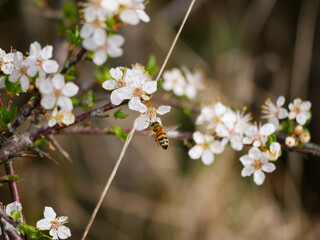A honey bee with beautiful spring blossoms in early spring. White blooms on a fruit tree. Pollen and pollinators. Close-up insect photography.