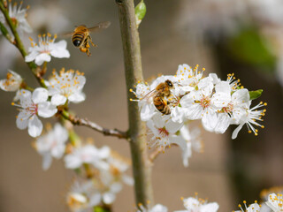 Two honey bees with beautiful spring blossoms in early spring. White blooms on a fruit tree. Pollen and pollinators. Close-up insect photography.