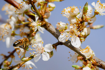 A honey bee with beautiful spring blossoms in early spring. White blooms on a fruit tree. Pollen and pollinators. Close-up insect photography.