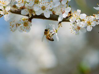 A honey bee with beautiful spring blossoms in early spring. White blooms on a fruit tree. Pollen and pollinators. Close-up insect photography.