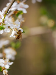 A honey bee with beautiful spring blossoms in early spring. White blooms on a fruit tree. Pollen and pollinators. Close-up insect photography.