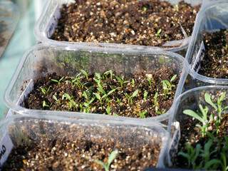 Small seedlings in little seedtrays in the greenhouse in spring. Just germinated. Gardening and...