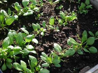 Spinich growing in raised beds in the greenhouse. Early spring. Vegetable cultivation outdoors. 