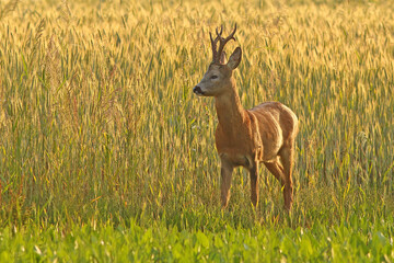Sarna europejska (Capreolus capreolus) roe deer © Bartosz Rakoczy