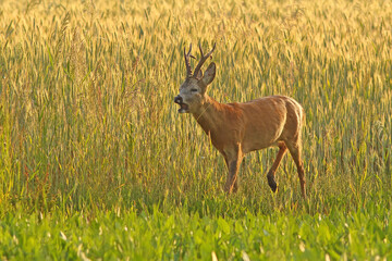 Sarna europejska (Capreolus capreolus) roe deer © Bartosz Rakoczy