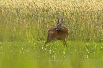 Sarna europejska (Capreolus capreolus) roe deer