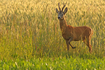 Sarna europejska (Capreolus capreolus) roe deer © Bartosz Rakoczy