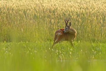 Sarna europejska (Capreolus capreolus) roe deer © Bartosz Rakoczy