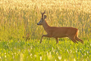 Sarna europejska (Capreolus capreolus) roe deer © Bartosz Rakoczy
