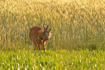 Sarna europejska (Capreolus capreolus) roe deer © Bartosz Rakoczy
