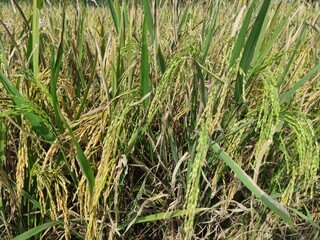 rice field in indonesia 