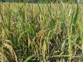 Rice field in indonesia