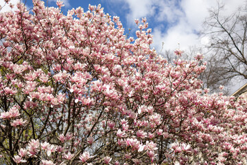Magnolias, city garden. beautiful Japanese garden