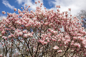 Magnolias, city garden. beautiful Japanese garden