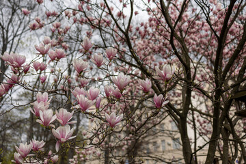 Magnolias, city garden. beautiful Japanese garden