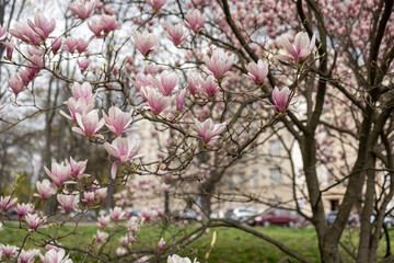 Magnolias, city garden. beautiful Japanese garden