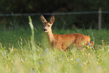 Sarna europejska (Capreolus capreolus) roe deer © Bartosz Rakoczy