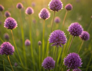 Obraz premium Close-up of pink flowering plants on field 1