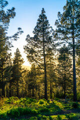 Sunlight filtering through canary island pine trees in moya, gran canaria