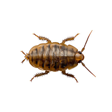  highly detailed illustration of a barklouse insect viewed from the front with segmented body, long antennae, and thin spiny legs, isolated on a transparent background
