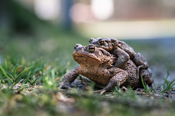 Zwei Erdkröten (Bufo bufo) beim Amplexus auf einer natürlichen Wiese in bodennaher Perspektive, fotografiert bei Tageslicht