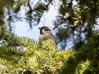 Eurasian Tree Sparrow Passer Montanus sitting on a branch, close-up in sunny day and blue sky