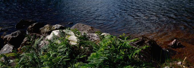 Bright green ferns grow alongside smooth stones at the edge of a calm lake.