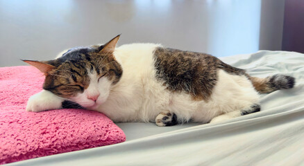 Cozy Cat Nap on Pink Blanket in Sunlit Bedroom.