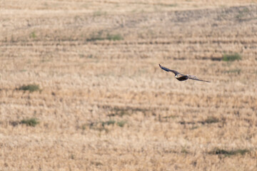 Hawk gliding over a golden field on a sunny day with clear skies