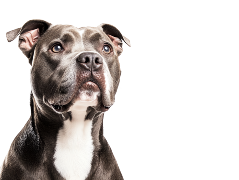 A proud dog portrait against an isolated white background, showcasing its attentive expression and sleek coat.