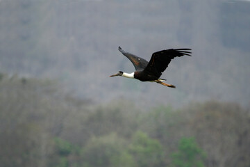 The Asian woolly-necked stork (Ciconia episcopus) is a large waterbird that inhabits freshwater marshes and agricultural areas in Asian forests. It feeds primarily on amphibians, reptiles and insects.