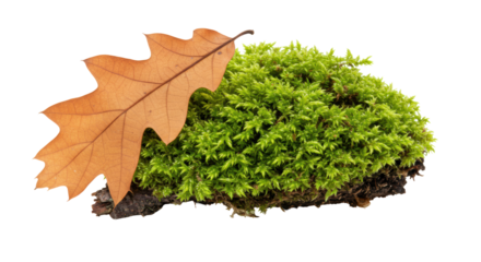 Isolated Moss with Leaf