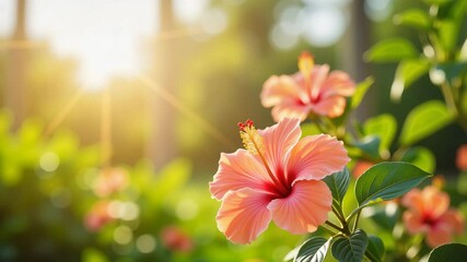 Beautiful hibiscus flowers blooming in sunlight  