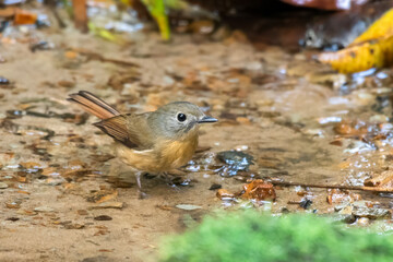 pale-chinned flycatcher or Cyornis poliogenys seen in Karimganj, Assam, India